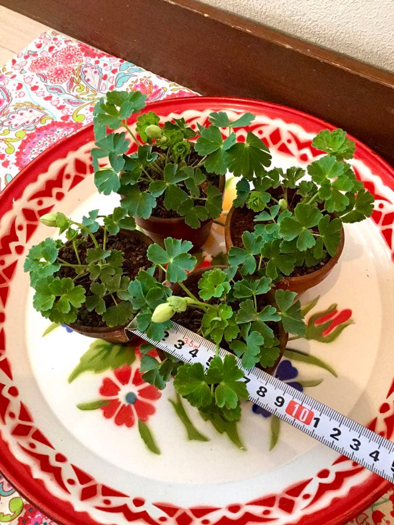 天然＊野生【オダマキ＊苧環＊糸繰草】4株➕おまけ！鉢ごと発送で安心♪