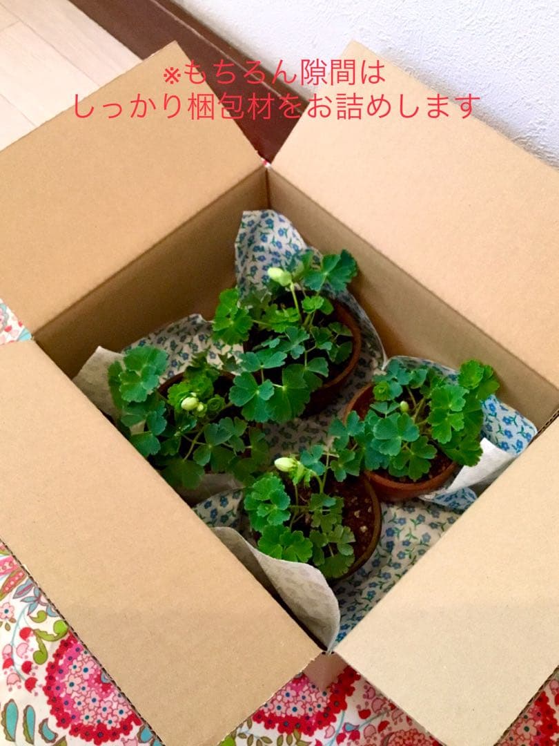 天然＊野生【オダマキ＊苧環＊糸繰草】4株➕おまけ！鉢ごと発送で安心♪