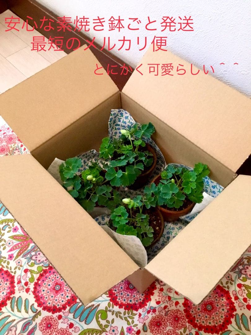 天然＊野生【オダマキ＊苧環＊糸繰草】4株➕おまけ！鉢ごと発送で安心♪