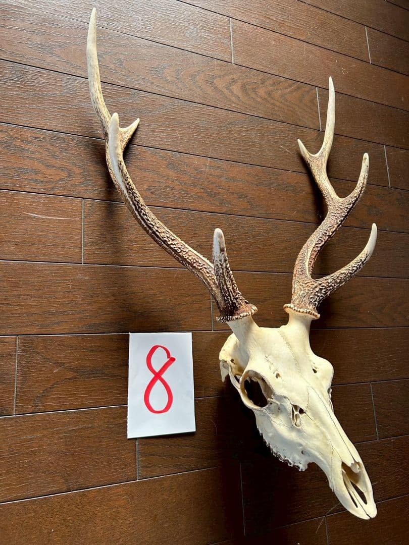 ⑧[1点もの] ハンティングトロフィー 鹿の角 頭蓋骨 日本鹿 スカル