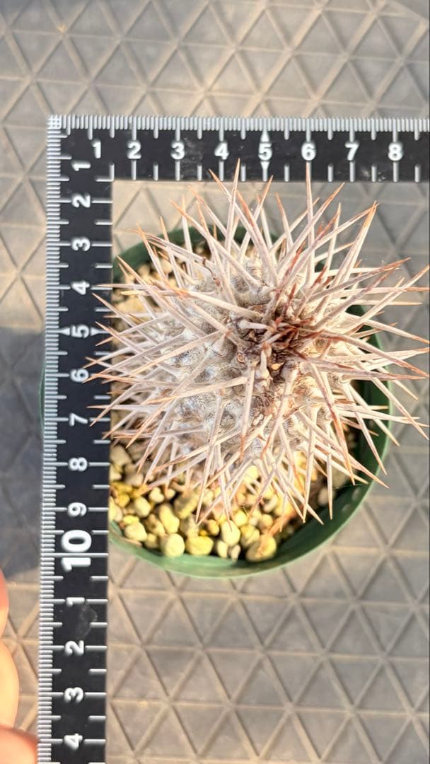 23 群生 花籠 接木 鉢付 Aztekium ritteri - メルカリ