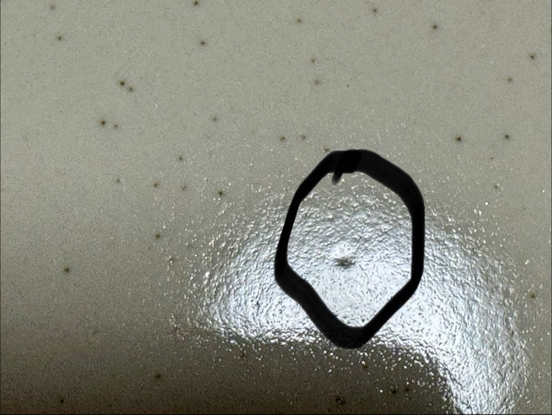 Old Brook ストーンウェア19cm 10枚