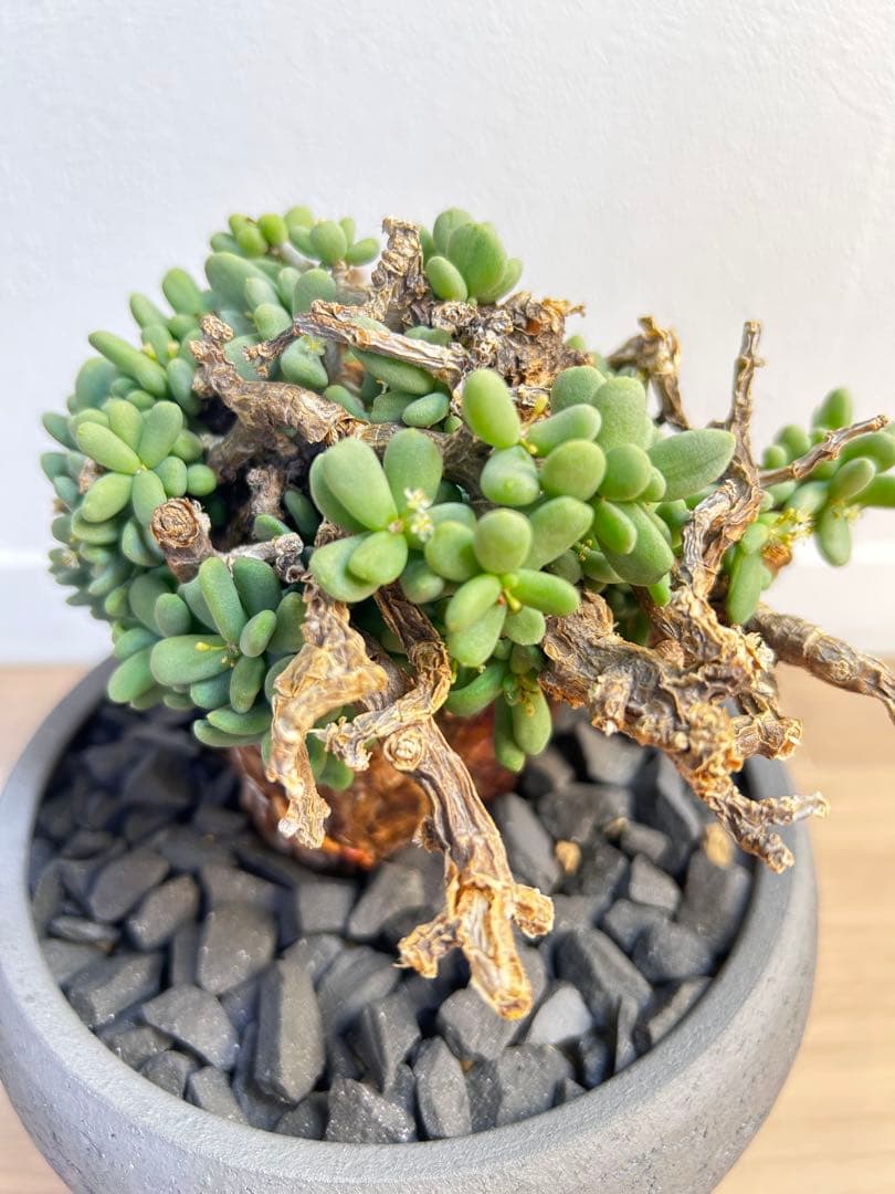 【大株】ケラリア ピグマエア　雄株