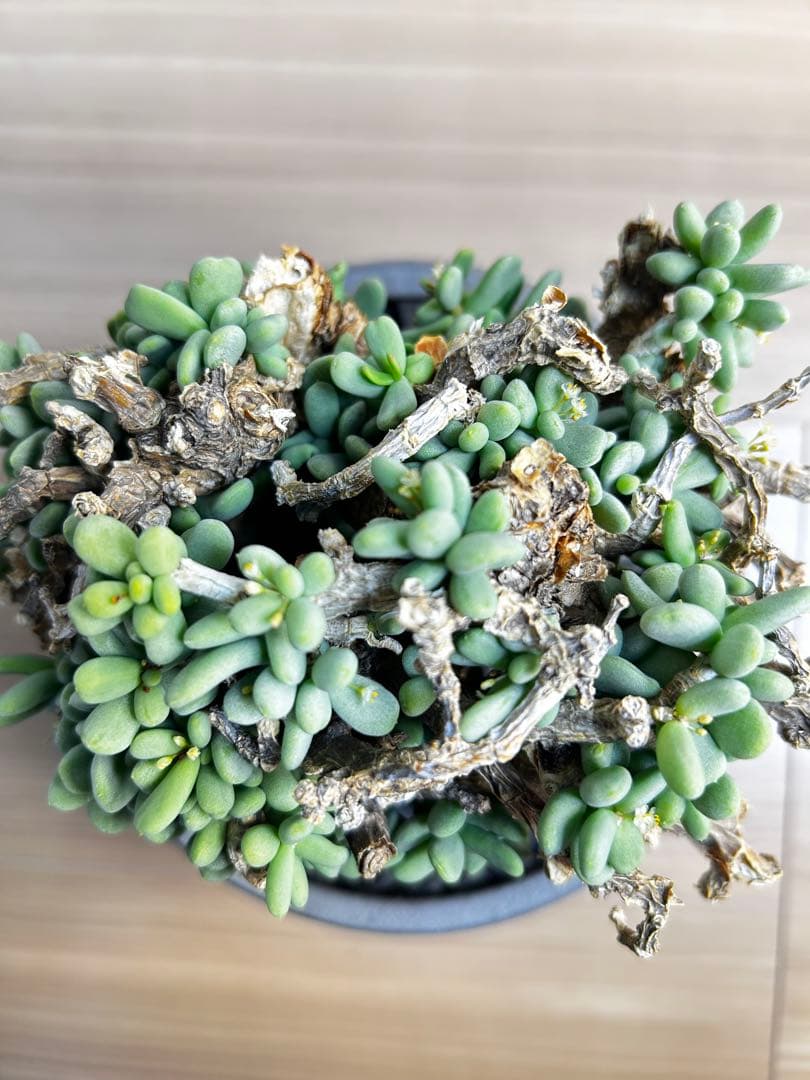 【大株】ケラリア ピグマエア　雄株