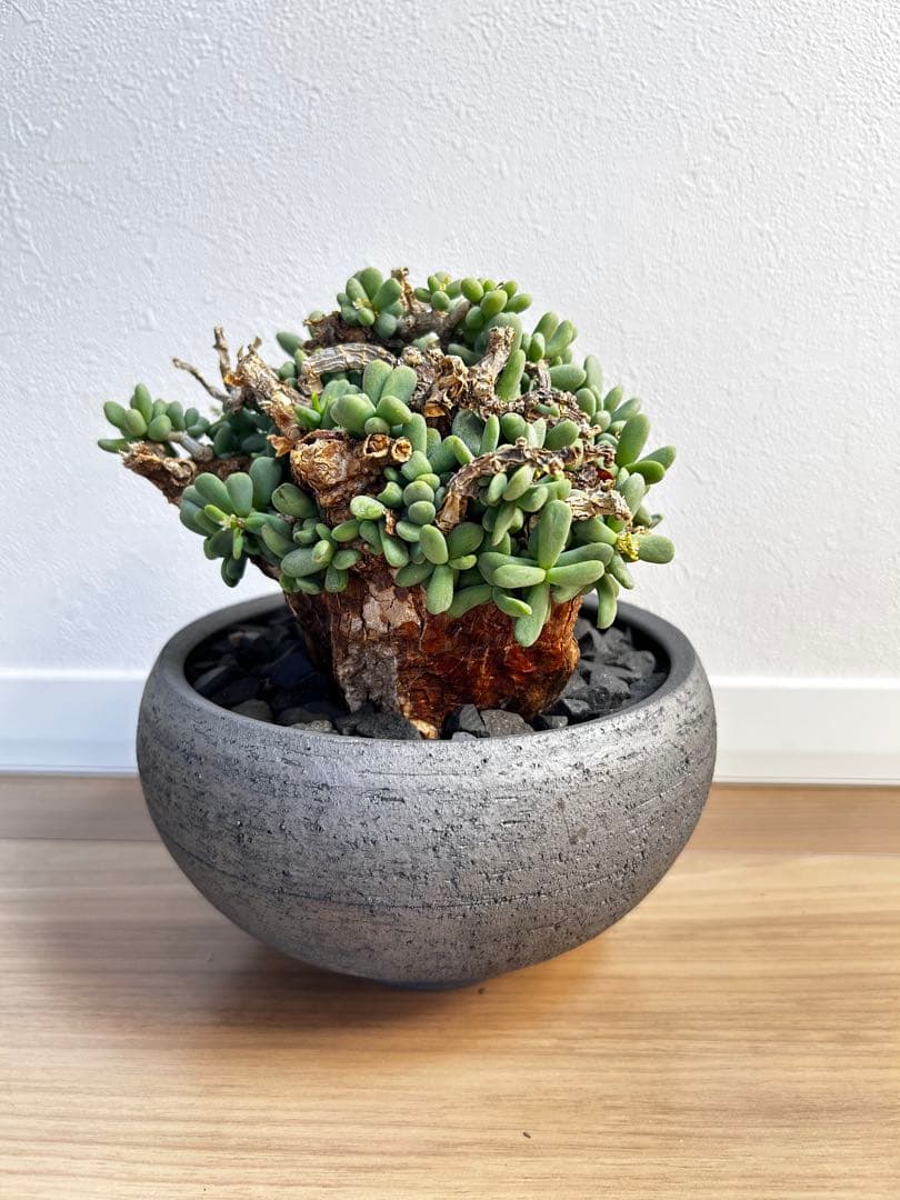 【大株】ケラリア ピグマエア　雄株