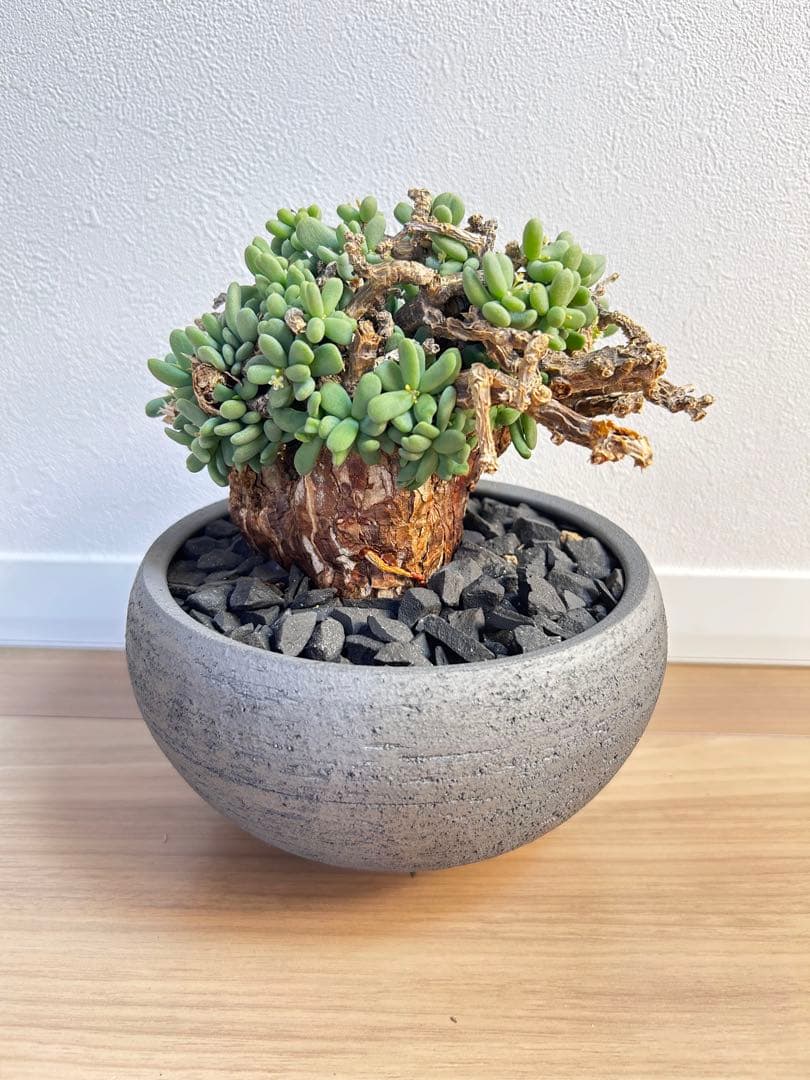 【大株】ケラリア ピグマエア　雄株