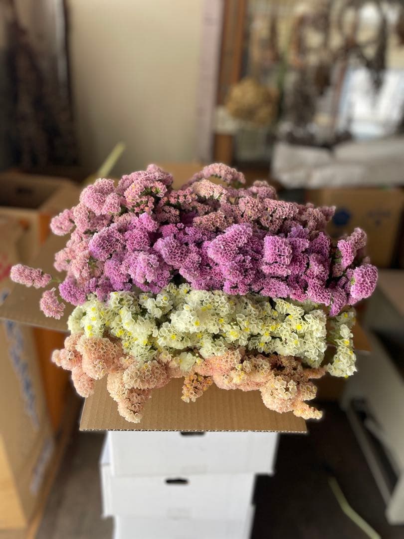 スターチス　ニュアンス系mix【送料込】