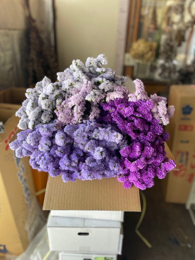 スターチス　ニュアンス系mix【送料込】