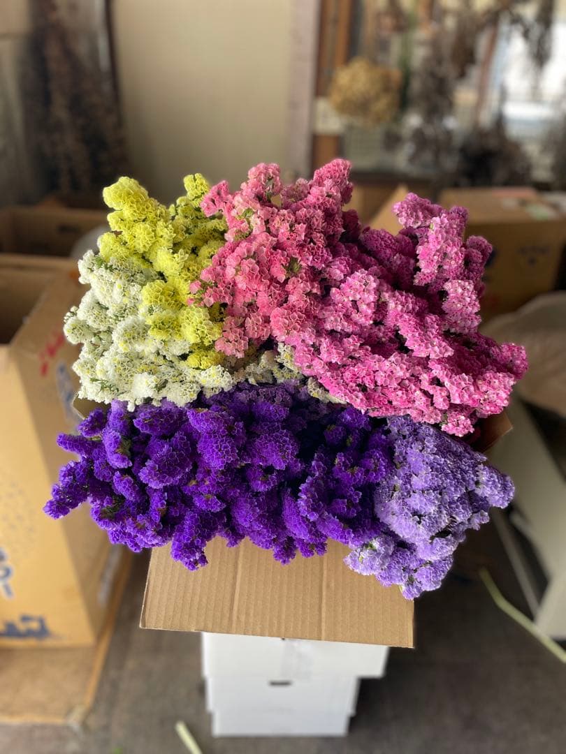 スターチス　ニュアンス系mix【送料込】