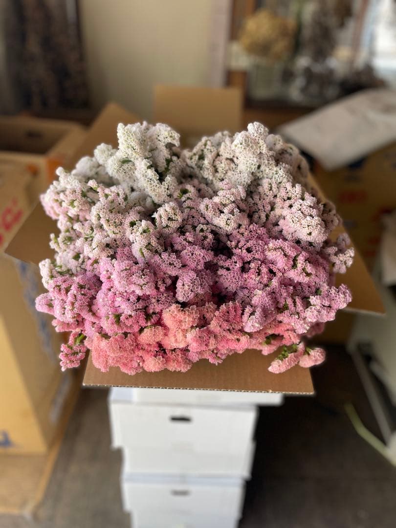 スターチス　ニュアンス系mix【送料込】