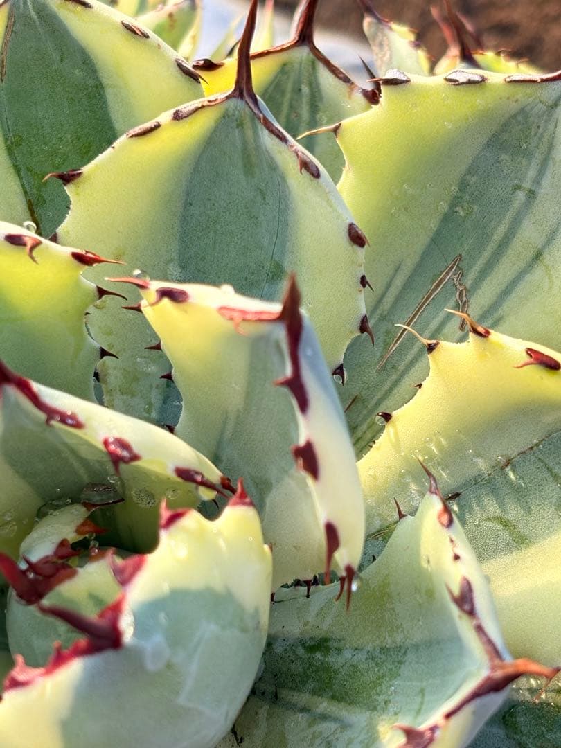 アガベ　スーパークラウン　5子株付き