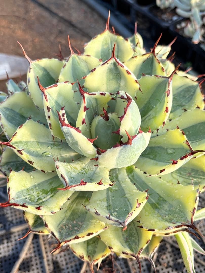 アガベ　スーパークラウン　5子株付き