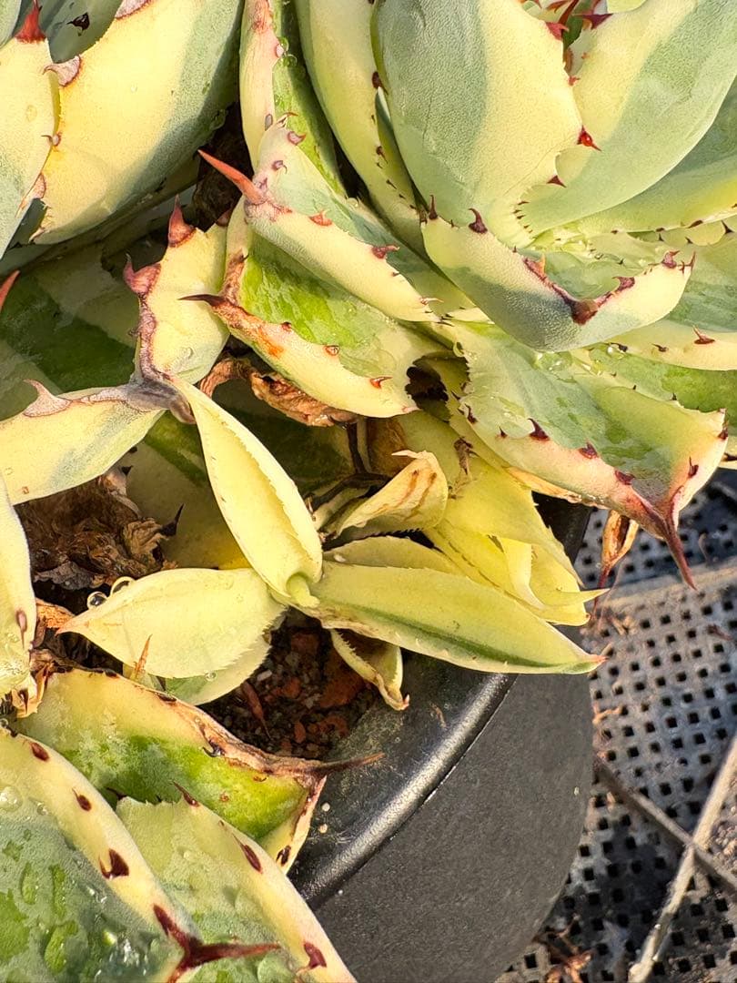 アガベ　スーパークラウン　5子株付き