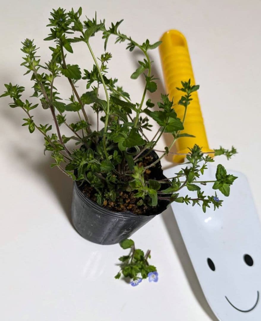 タチイヌノフグリ♡苗