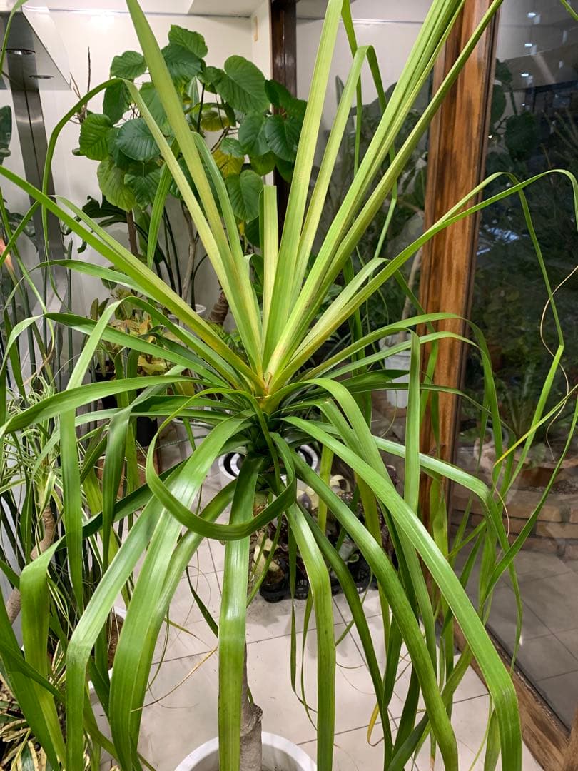 希少 斑入 トックリラン ノリナ ポニーテール 1