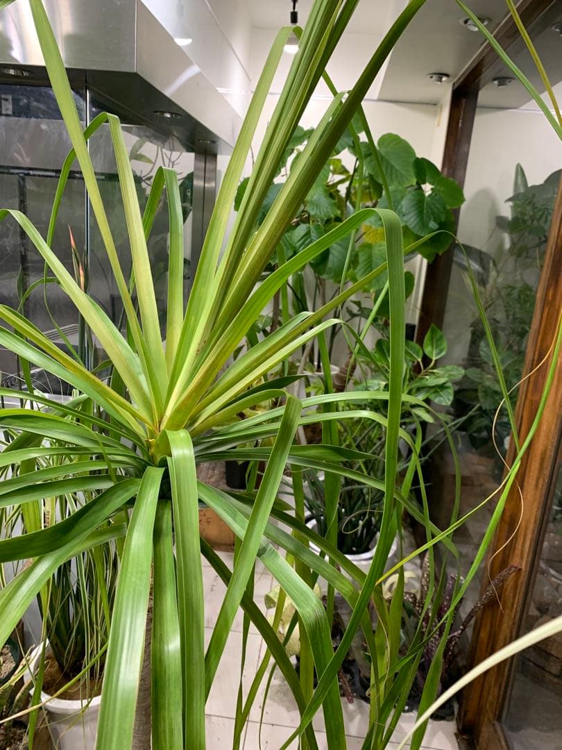 希少 斑入 トックリラン ノリナ ポニーテール 1