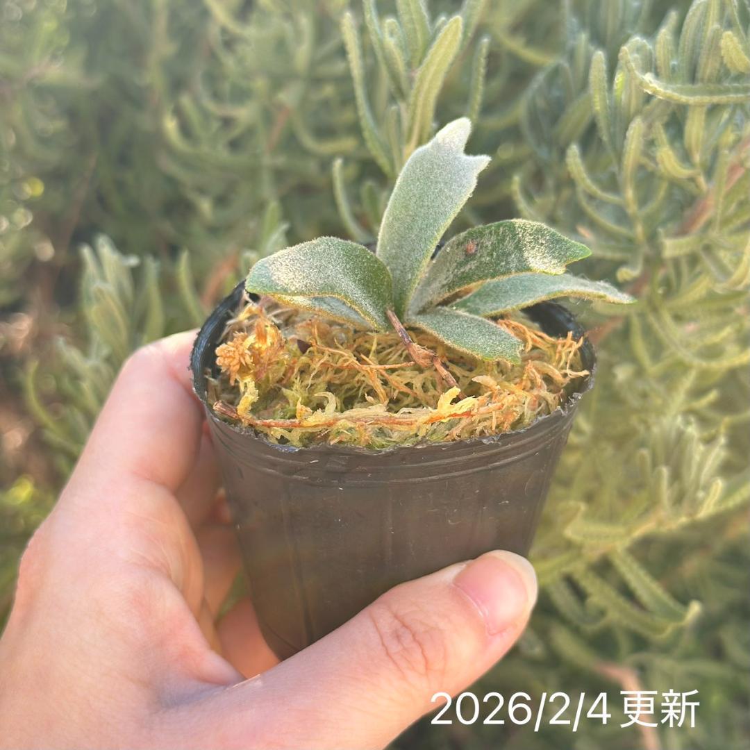 P.willinckii 'Asurada' Sporeling 204 - メルカリ