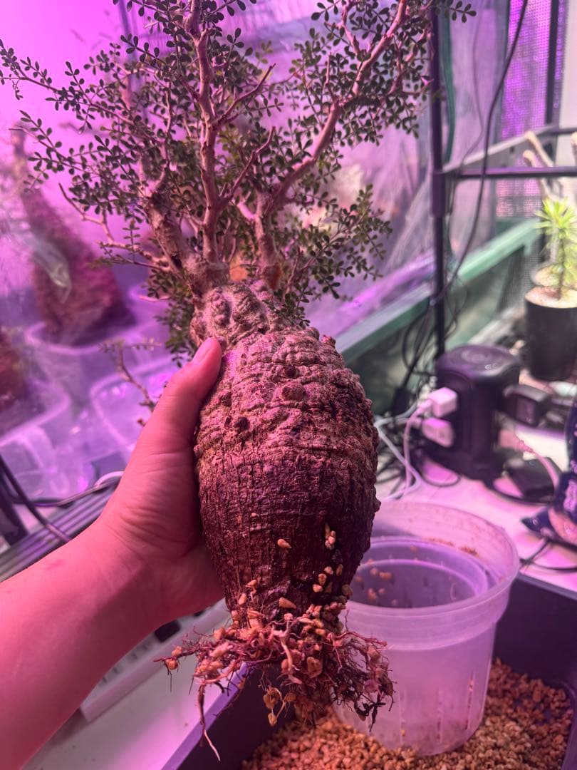 インボイス発行可 オペルクリカリア パキプス 幹幅10㎝ 発根済み 三州みやび