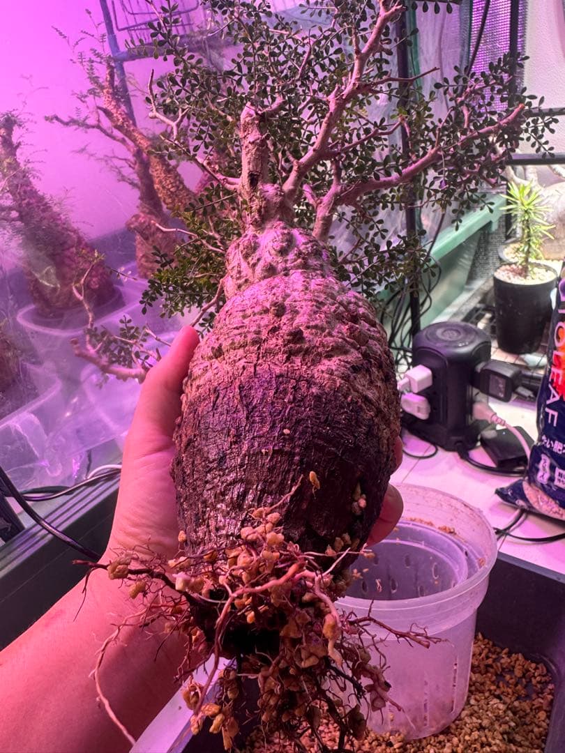 インボイス発行可 オペルクリカリア パキプス 幹幅10㎝ 発根済み 三州みやび