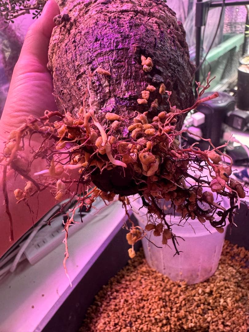 インボイス発行可 オペルクリカリア パキプス 幹幅10㎝ 発根済み 三州みやび