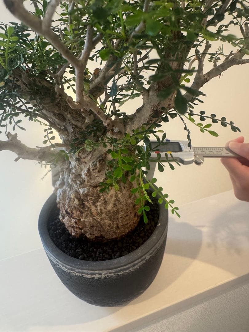 インボイス発行可 オペルクリカリア パキプス 幹幅10㎝ 発根済み 三州みやび