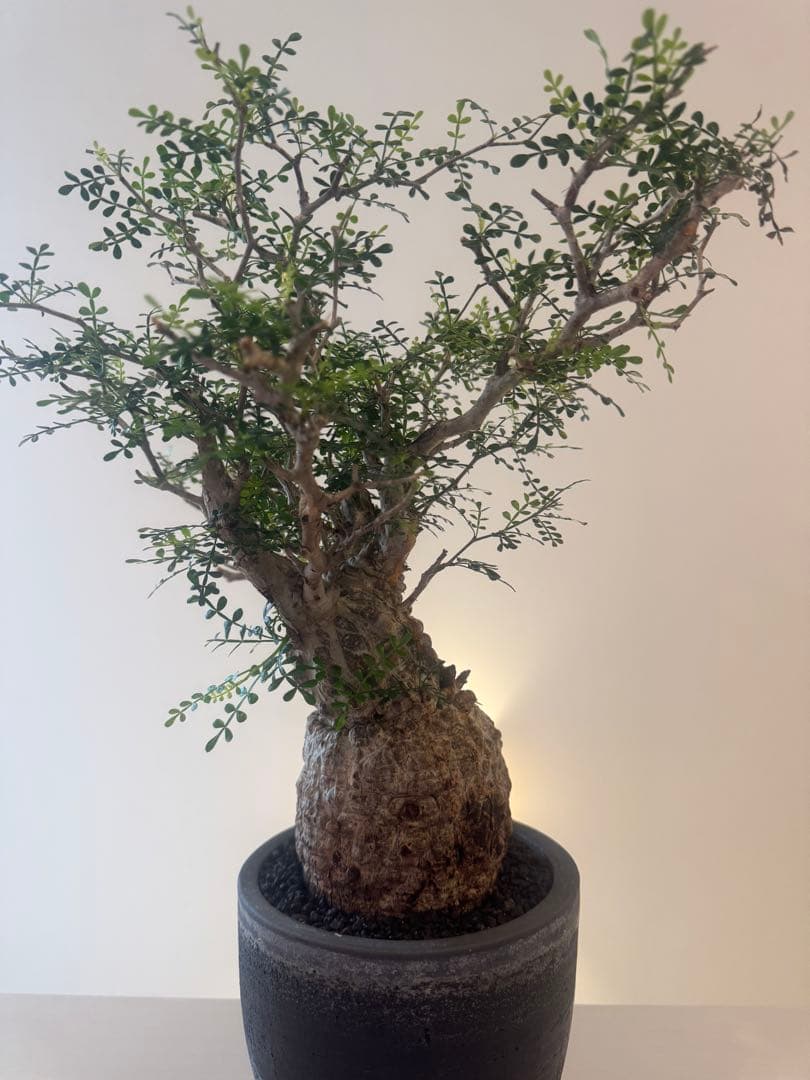 インボイス発行可 オペルクリカリア パキプス 幹幅10㎝ 発根済み 三州みやび