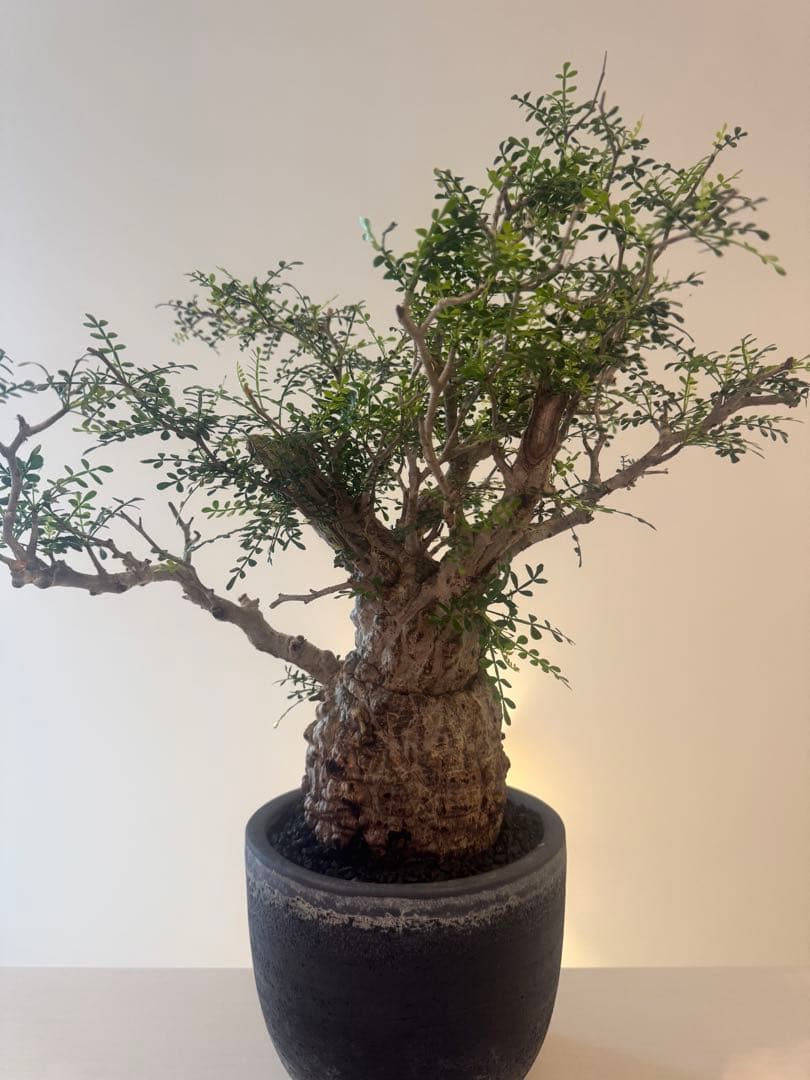 インボイス発行可 オペルクリカリア パキプス 幹幅10㎝ 発根済み 三州みやび