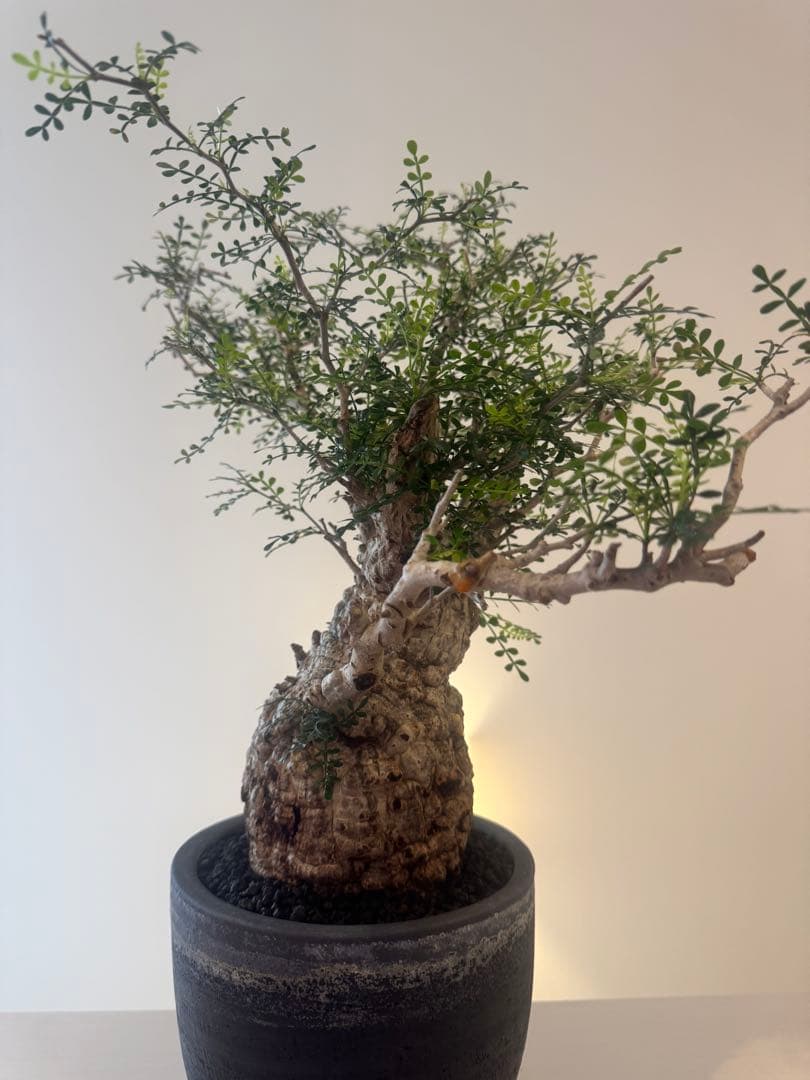 インボイス発行可 オペルクリカリア パキプス 幹幅10㎝ 発根済み 三州みやび