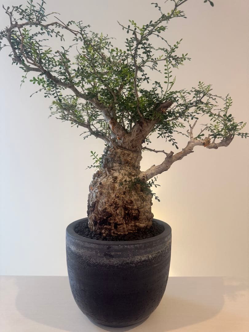 インボイス発行可 オペルクリカリア パキプス 幹幅10㎝ 発根済み 三州みやび