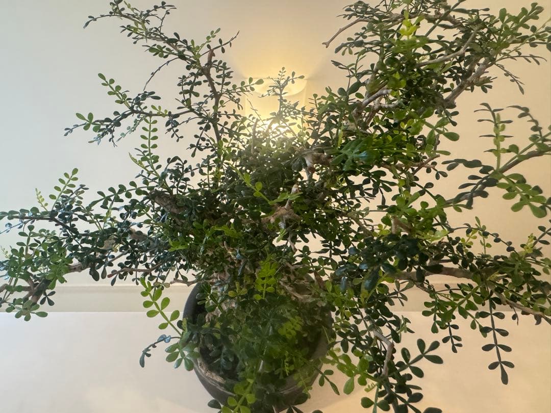 インボイス発行可 オペルクリカリア パキプス 幹幅10㎝ 発根済み 三州みやび