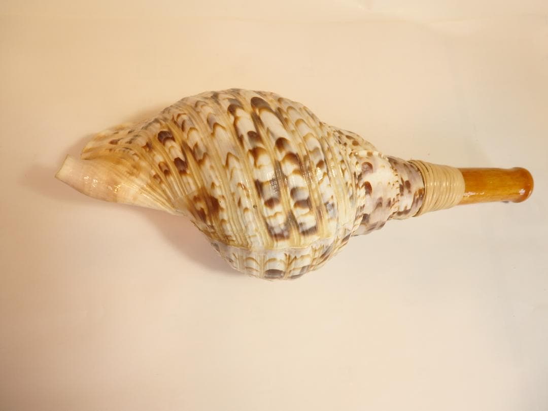 法螺貝 約33.5㎝ 木製歌口,新品 MH-457