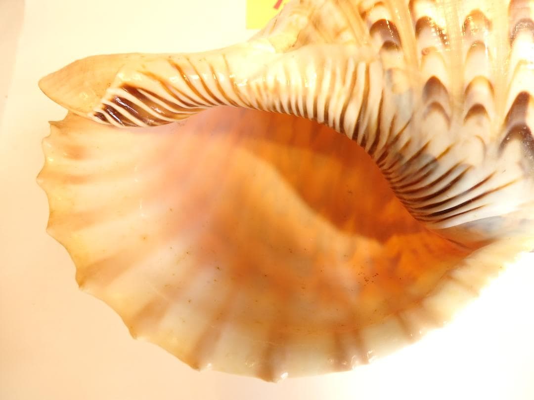 法螺貝 約33.5㎝ 木製歌口,新品 MH-457