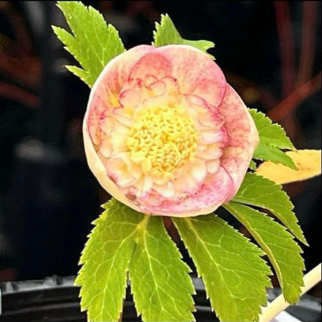 mintポット発送✈️気まぐれセール✈️ ☘️ラスト☘️￼3164 極上【蜃気楼】