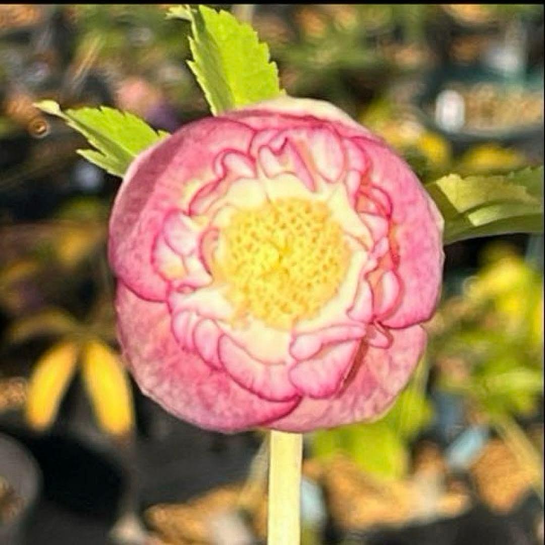 mintポット発送✈️気まぐれセール✈️ ☘️ラスト☘️￼3164 極上【蜃気楼】