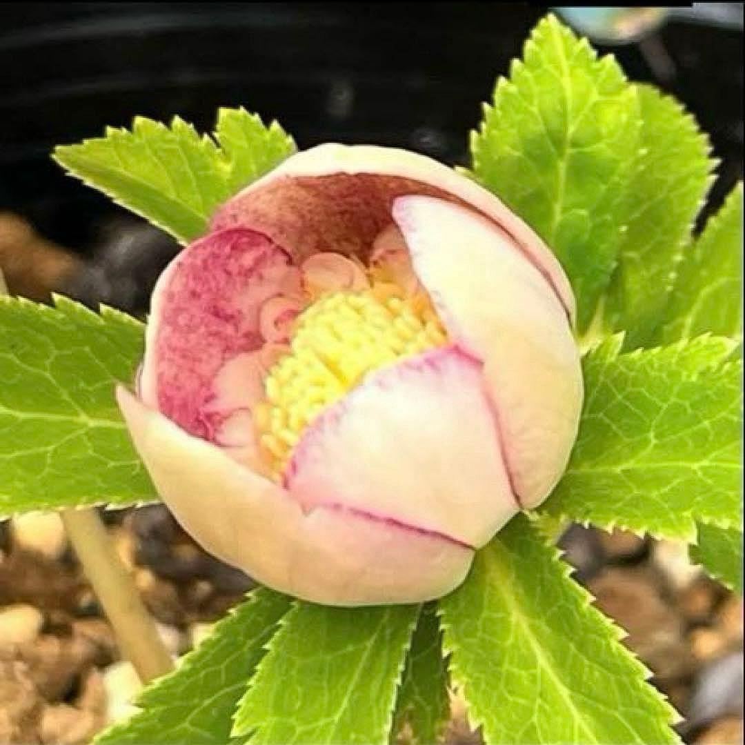 mintポット発送✈️気まぐれセール✈️ ☘️ラスト☘️￼3164 極上【蜃気楼】