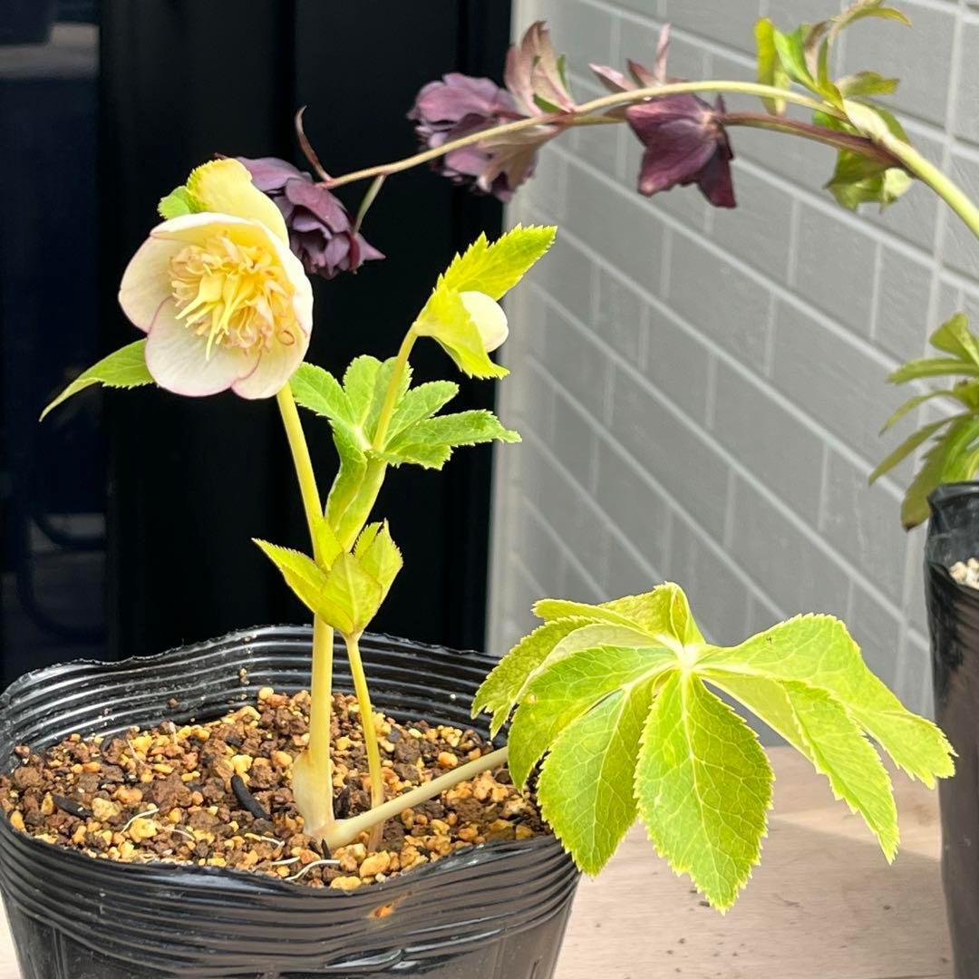 mintポット発送✈️気まぐれセール✈️ ☘️ラスト☘️￼3164 極上【蜃気楼】