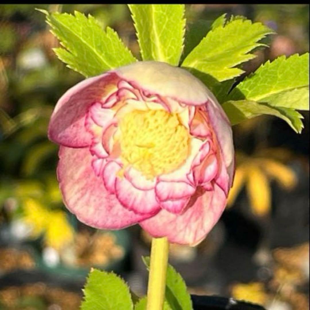 mintポット発送✈️気まぐれセール✈️ ☘️ラスト☘️￼3164 極上【蜃気楼】