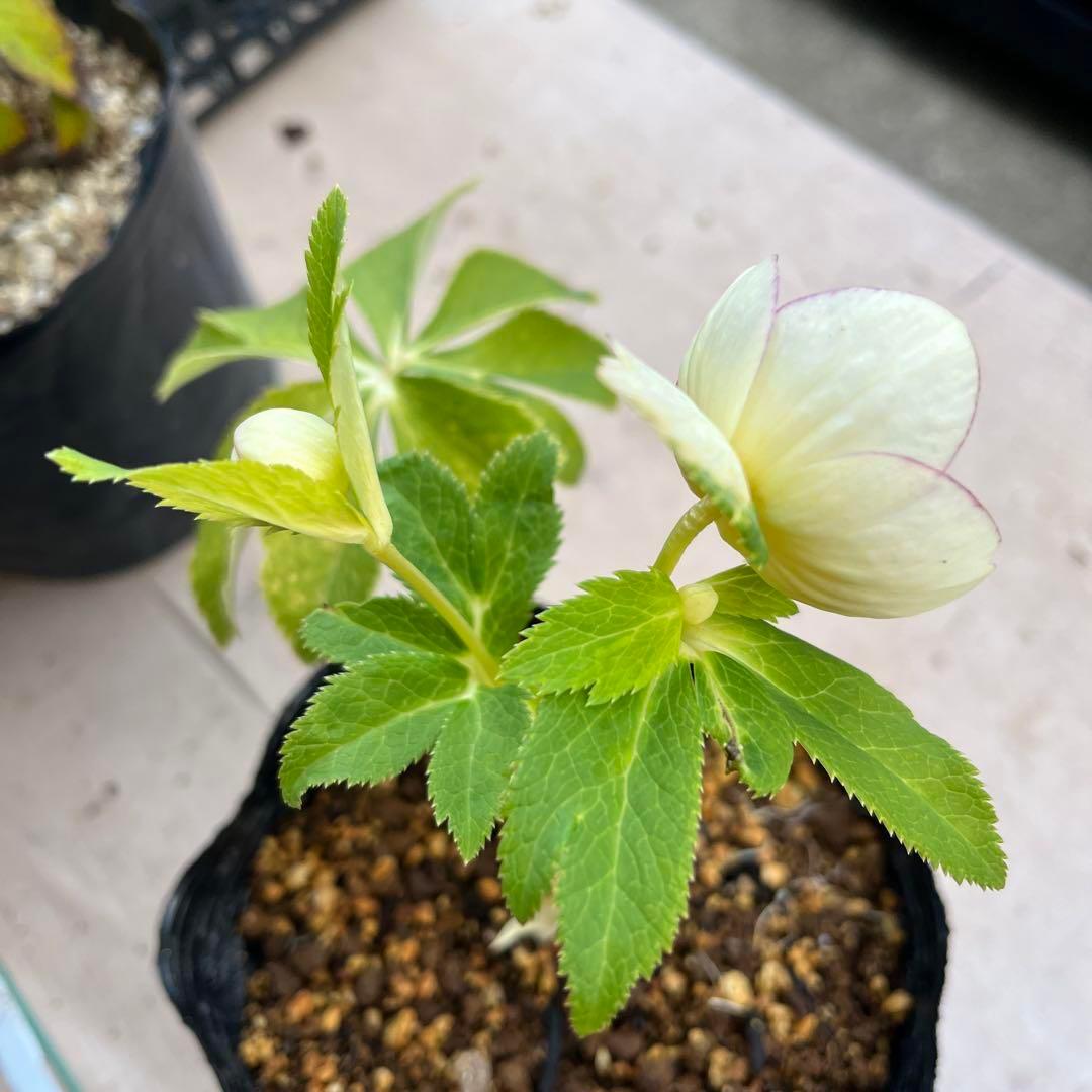 mintポット発送✈️気まぐれセール✈️ ☘️ラスト☘️￼3164 極上【蜃気楼】