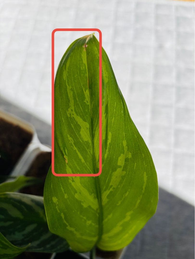 本物】美株 アグラオネマ カーティシー D株（管理番号） 葉傷あり赤枠