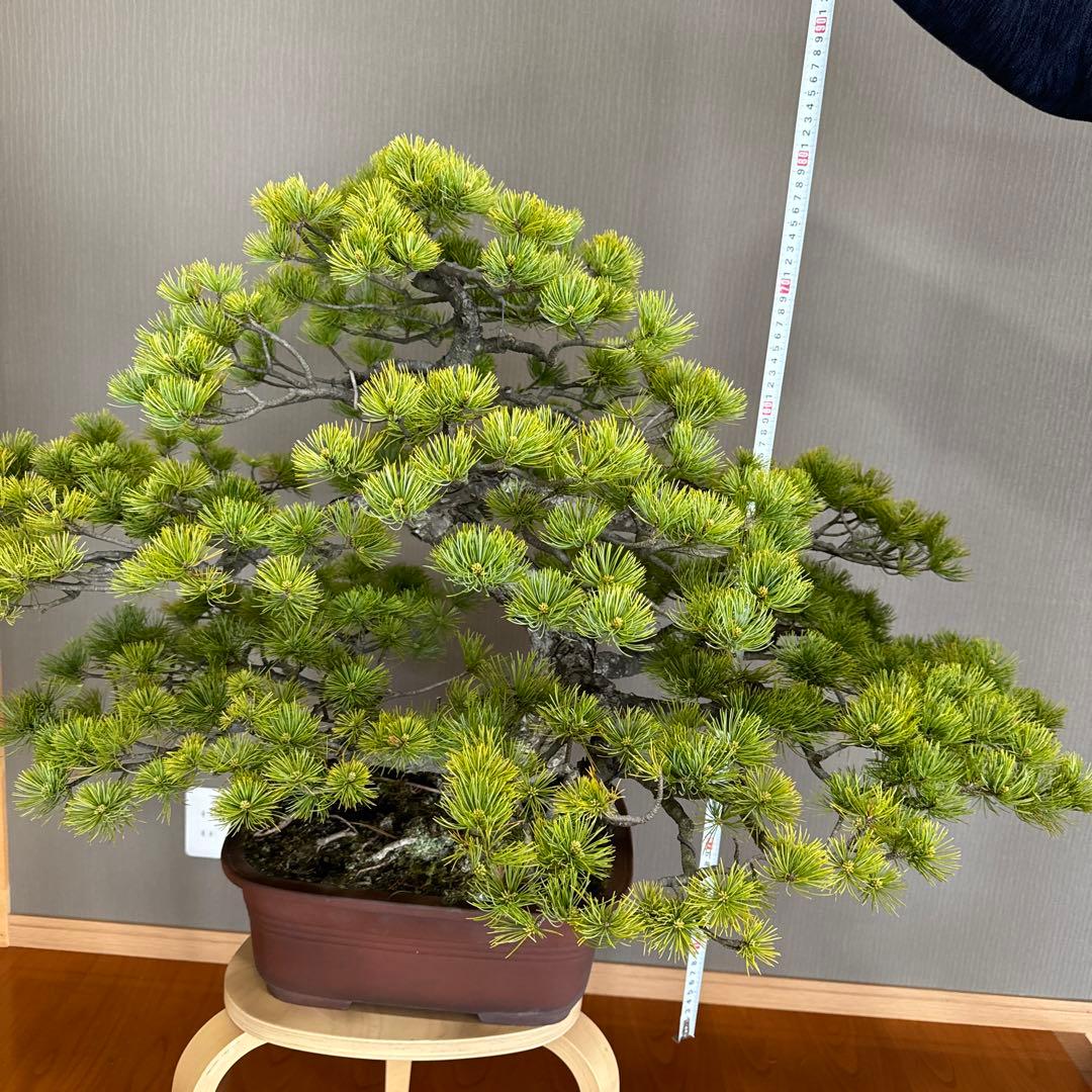 五葉松 瑞祥 盆栽 - メルカリ