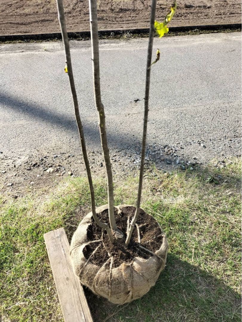 アオハダ 株立ち 3本立ち