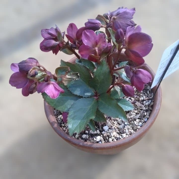 童仙房、氷の薔薇。アーリーレッド。紫色のヘレボルス 中型テラコッタ