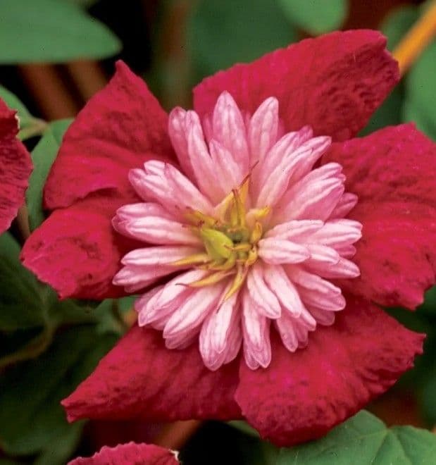 ご確認用　♡レオン❣️同梱割➖200(プロフ必読)様♡　ご連絡用