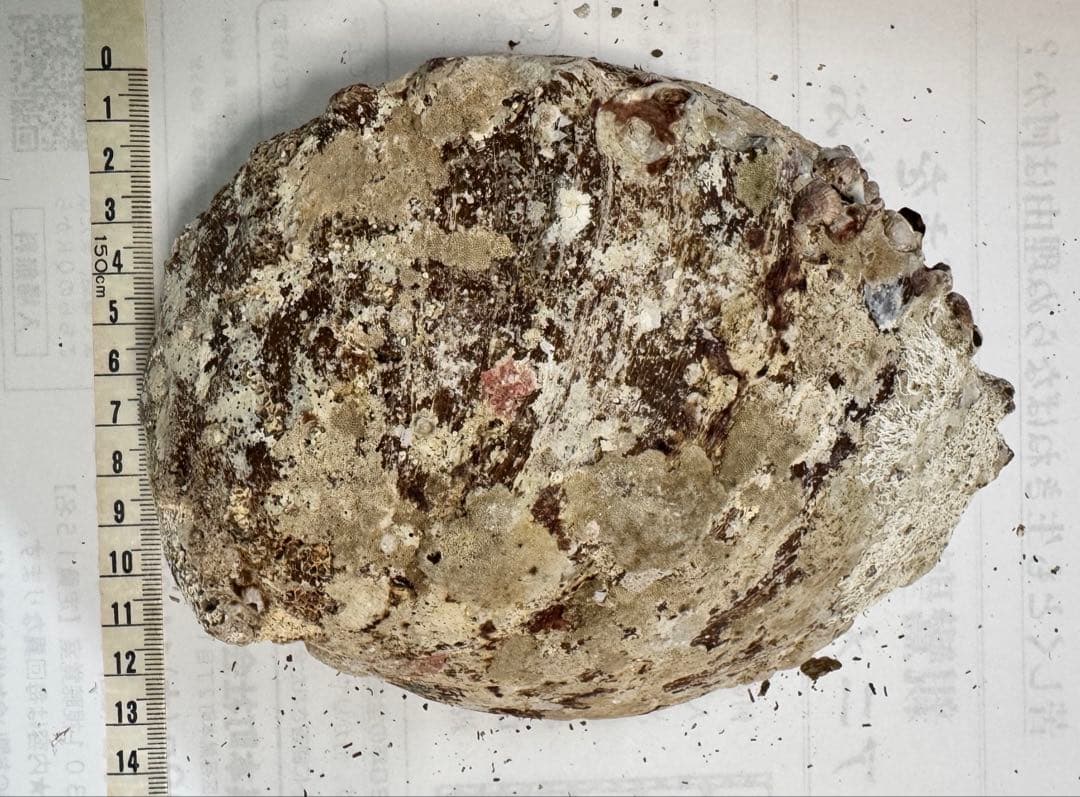 あわび　貝殻　約17×13㎝