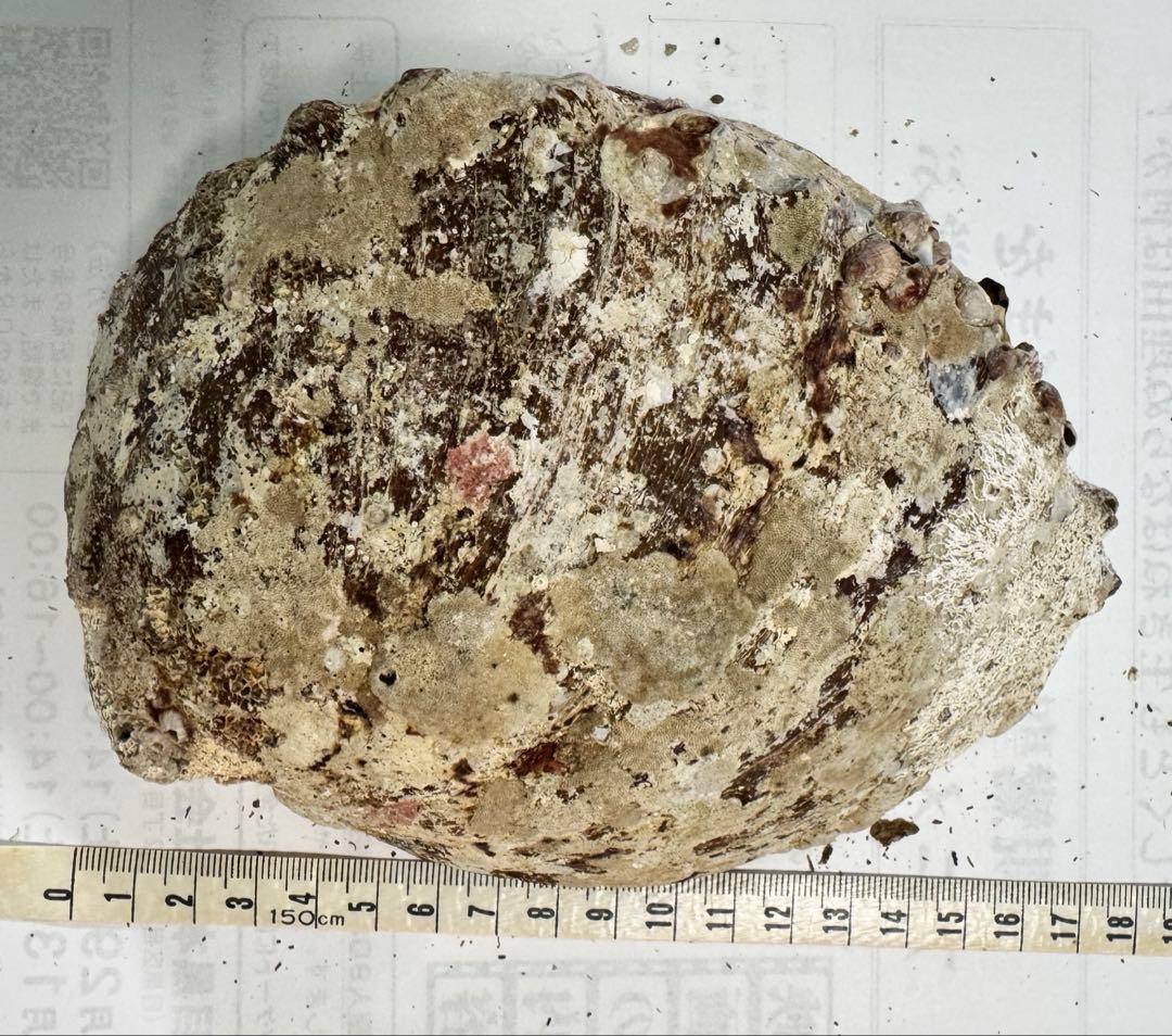 あわび　貝殻　約17×13㎝