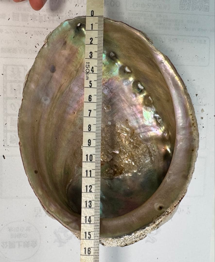 あわび　貝殻　約17×13㎝