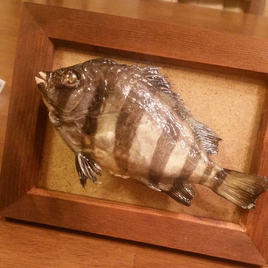 魚の剥製