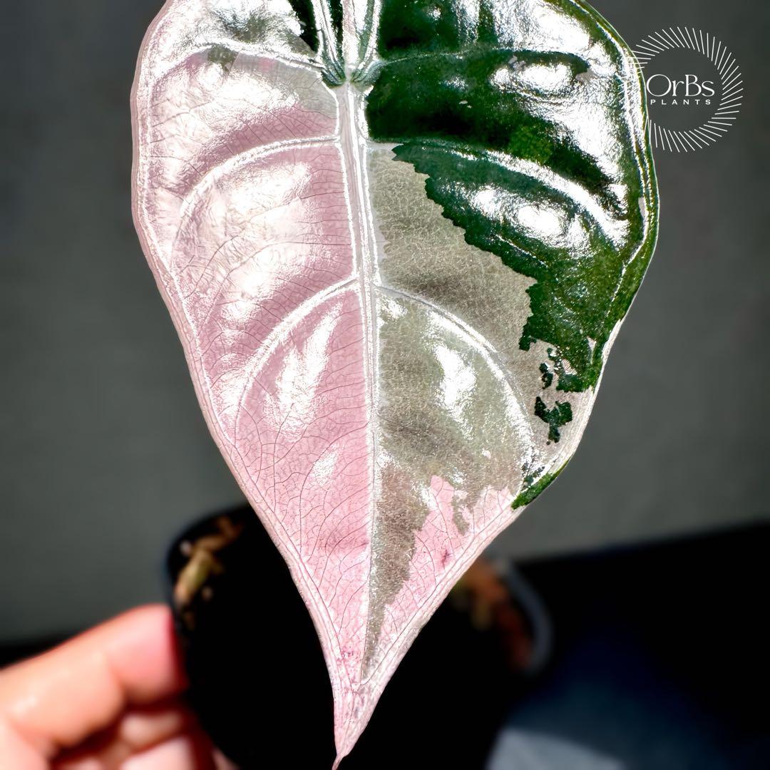 極上ピンク斑】アロカシア シャントリエリ ピンク斑入り タイ