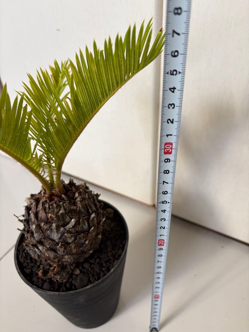 耐寒性強！ソテツ斑入り◇錦ドライガーデン アガベ ユッカ ヤシ アロエ