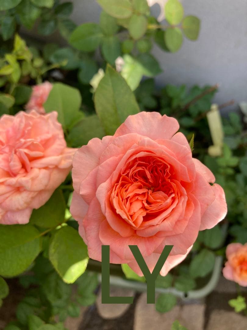 希少　薔薇苗　バラ苗　ロンドン。。。2年　1鉢